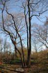 Amerikanische Kakipflaume - Diospyros virginiana