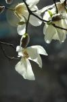 Kobushi-Magnolie-Magnolia kobus