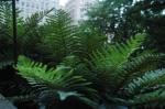 : - Polystichum polyblepharum