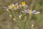 : - Aster sedifolius