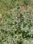 Pyrenäen-Natternkopf - Echium asperrimum