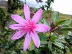 : - Barnadesia spinosa
