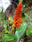 : - Elleanthus discolor