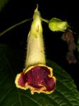 : - Gasteranthus wendlandianus