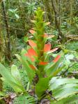 :-Guzmania gloriosa