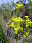 : - Halenia weddelliana