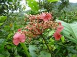 : - Hydrangea peruviana