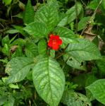 : - Kohleria inaequalis