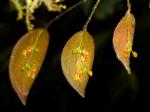 :-Lepanthes deformis