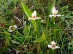 : - Maxillaria grandiflora