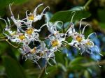 : - Odontoglossum cirrhosum