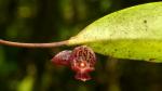:-Pleurothallis inflata