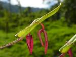 :-Pleurothallis tragulosa