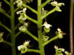 : - Ponthieva rostrata