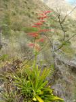 : - Tillandsia fraseri