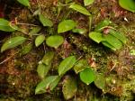 : - Scaphosepalum dodsonii