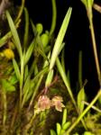 : - Scaphyglottis punctulata