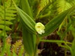 : - Sobralia bimaculata