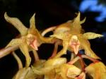 : - Xylobium leontoglossum