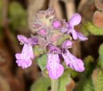 : - Stachys ajugoides