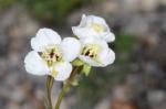 : - Camissonia claviformis