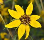 : - Helianthus californicus