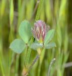 : - Trifolium dichotomum