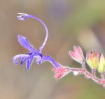 Essigkraut - Trichostema lanceolatum