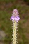 : - Verbena macdougalii