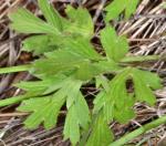 : - Ranunculus occidentalis