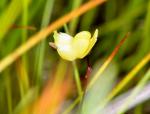 : - Utricularia subulata