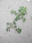 Aufsteigender Fuchsschwanz - Amaranthus blitum