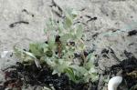 Gelappte Melde - Atriplex laciniata
