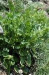 : - Beta vulgaris subsp. maritima