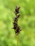 Draht-Segge - Carex diandra