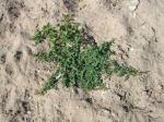 Graugrüner Gänsefuß - Chenopodium glaucum