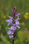 Gewöhnliches Geflecktes Knabenkraut - Dactylorhiza maculata subsp. maculata
