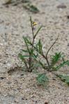 Mauer-Doppelsame - Diplotaxis muralis