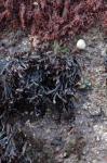 Kraussterntang - Mastocarpus stellatus