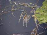Stumpfblättriges Laichkraut - Potamogeton obtusifolius