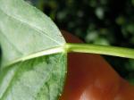 Balsam-Pappel - Populus balsamifera