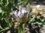 : - Psoralea lanceolata