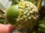 : - Quercus macrocarpa