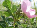 Woods Rose - Rosa woodsii