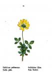 Bleicher Klee - Trifolium pallescens