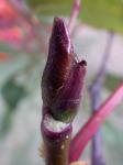 : - Sorbus scopulina