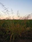 Wilde Mohrenhirse - Sorghum halepense