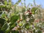 : - Symphoricarpos oreophilus