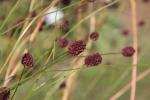 Großer Wiesenknopf - Sanguisorba officinalis
