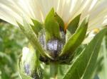 : - Wyethia helianthoides